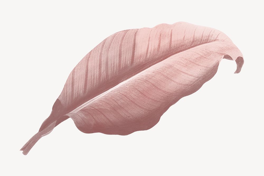 Vintage Autumn pink leaf illustration psd