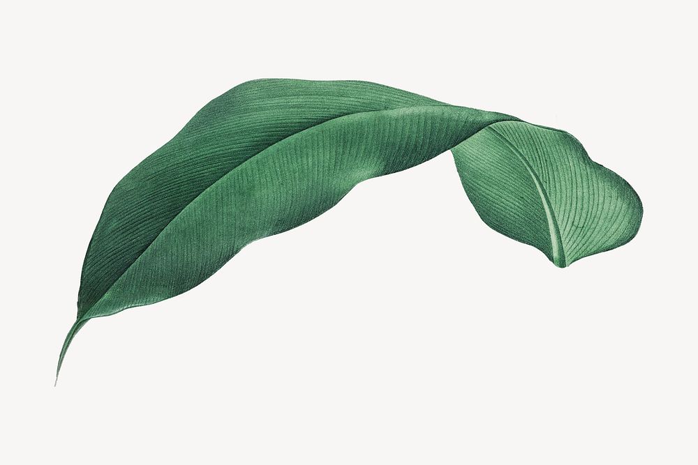 Vintage heliconia leaf illustration psd