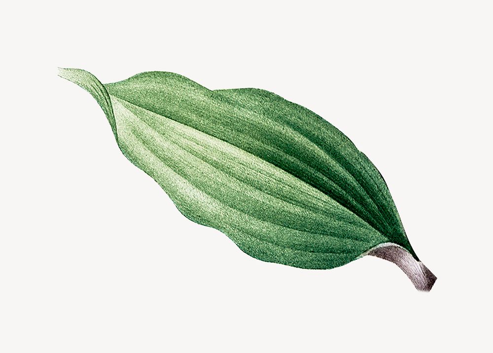 Vintage tropical leaf illustration psd