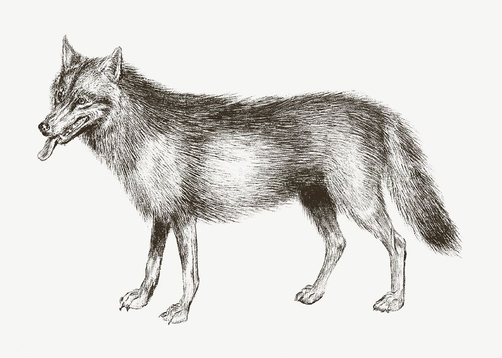 Wolf vintage illustration, animal drawing psd