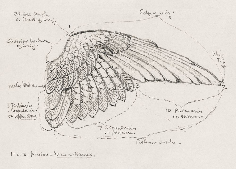 Study of a Wing (1895) by Francis Augustus Lathrop. Original public domain image from The Smithsonian Institution. Digitally…