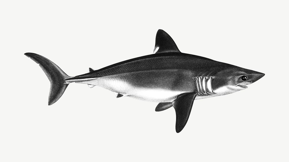 Vintage shark psd. Remixed by rawpixel. 