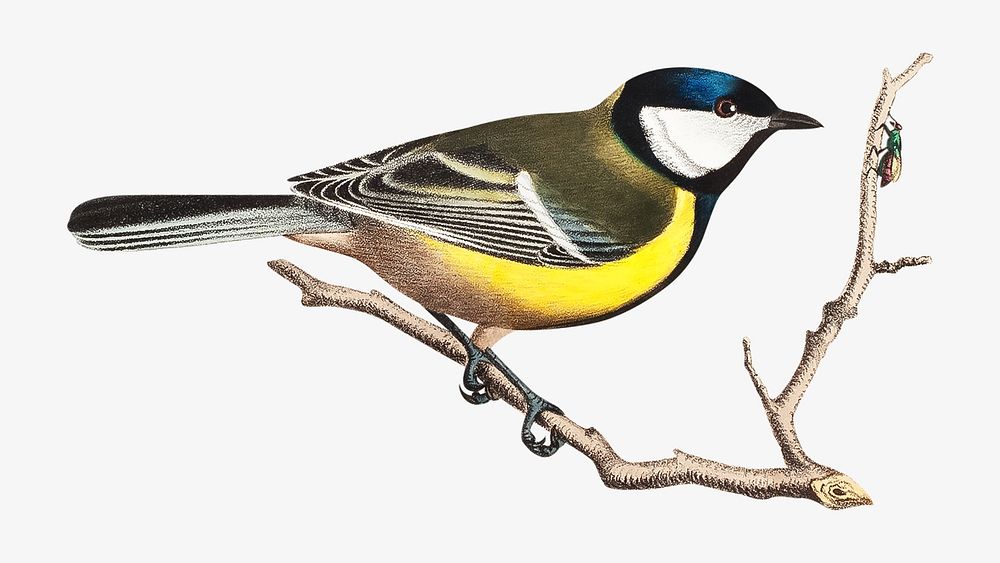 Talitiainen bird illustration isolated design. Remixed by rawpixel.