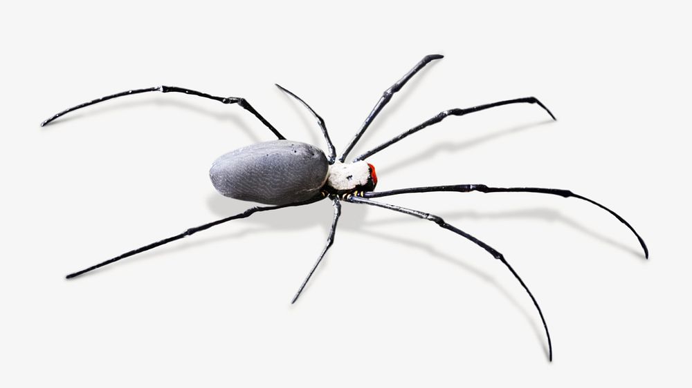Spider image on white