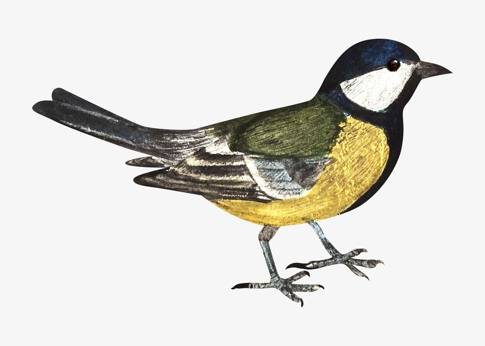 Talitiainen bird illustration isolated design. Remixed by rawpixel.