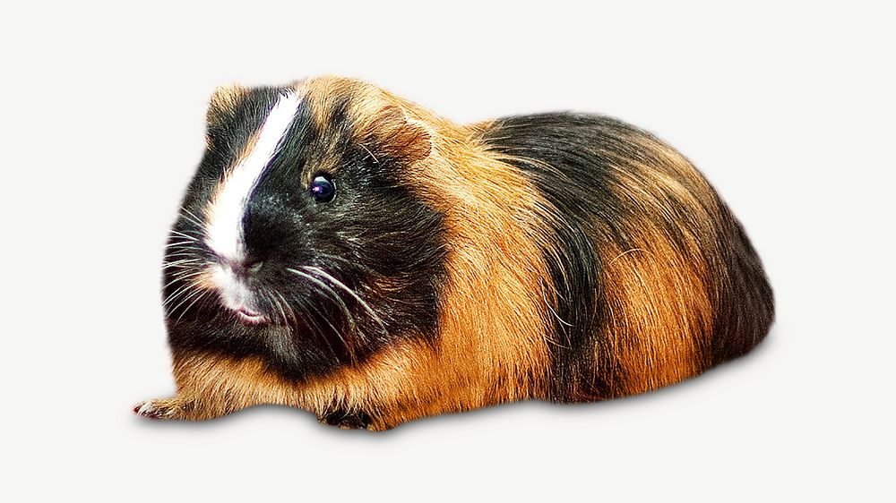 Guinea pig isolated design graphic psd