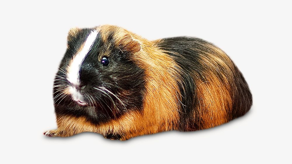 Guinea pig, isolated design on white