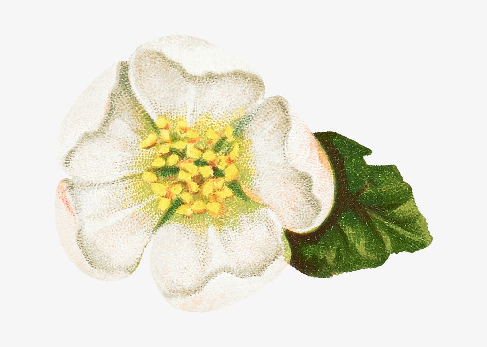 White helleborus niger flower, vintage illustration. Remixed by rawpixel.