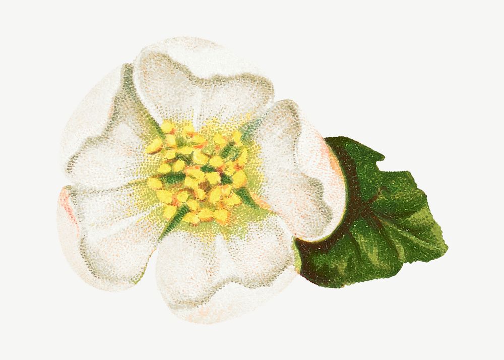 White helleborus niger flower, vintage illustration psd. Remixed by rawpixel.