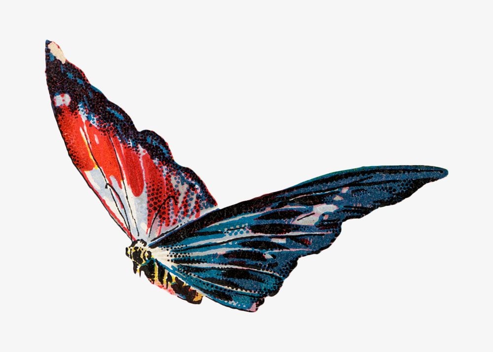 Colorful butterfly, animal illustration. Remixed by rawpixel.