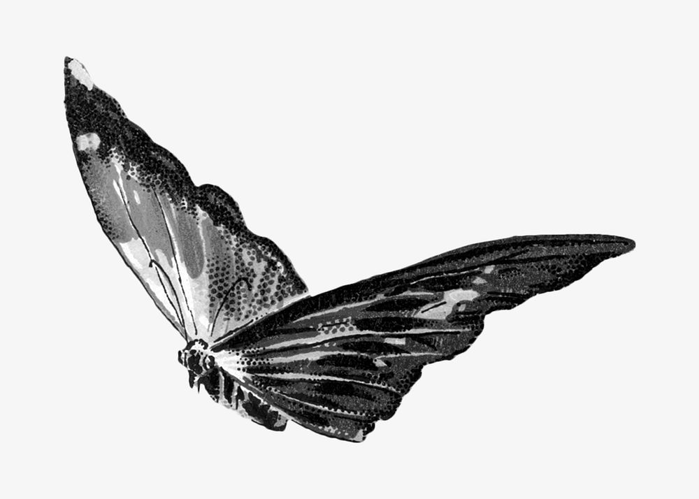 Butterfly monotone, animal illustration. Remixed by rawpixel.