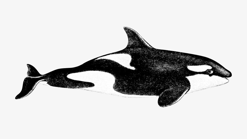 Orca vintage illustration. Remixed by rawpixel. 