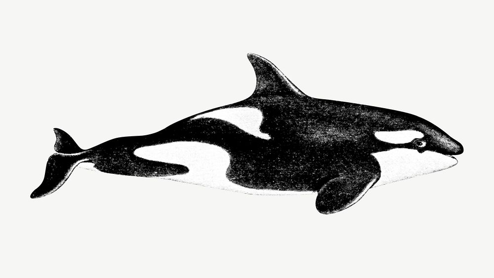 Orca  collage element, vintage illustration psd. Remixed by rawpixel. 