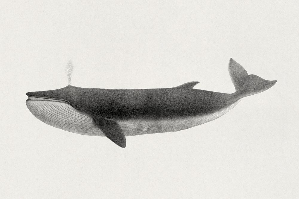 Balaenoptera physalus (1872), vintage fin whale illustration. Original public domain image from Wikimedia Commons. …