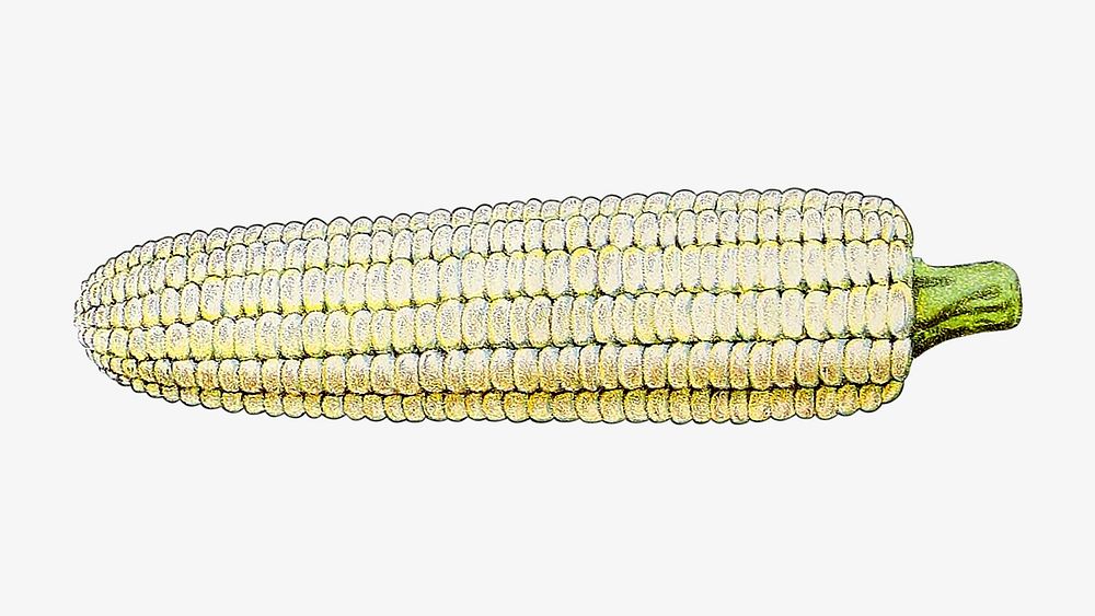 Vintage corn chromolithograph collage element. Remixed by rawpixel. 