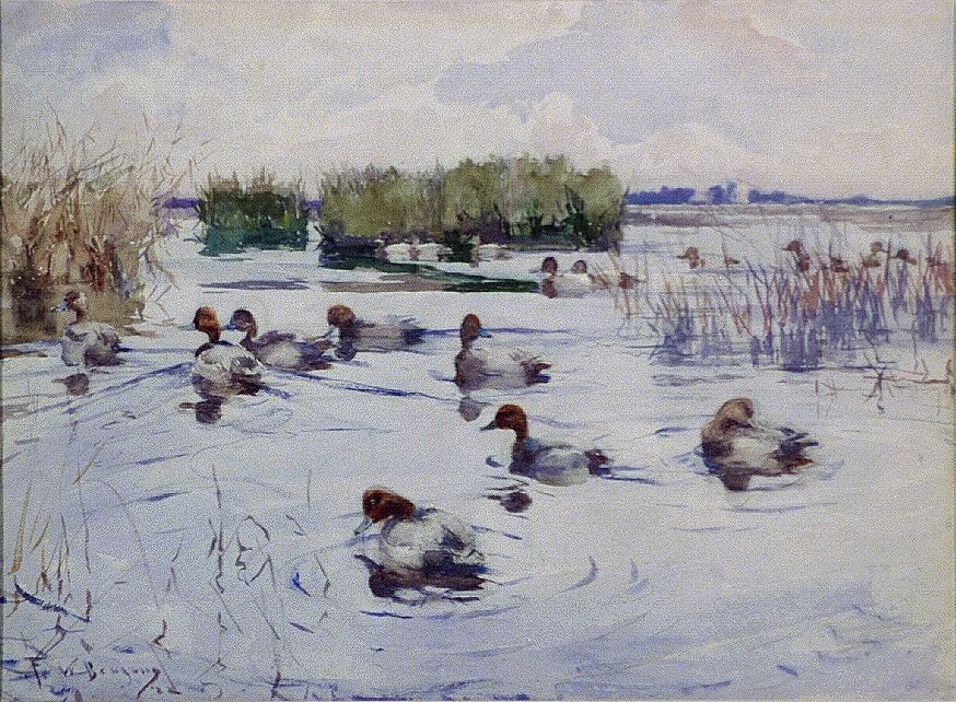 Numerous ducks in pond (between 1880 and 1951) by Frank Weston Benson