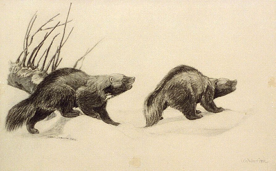 Two wolverines (between 1890 and 1932) by Charles Livingston Bull
