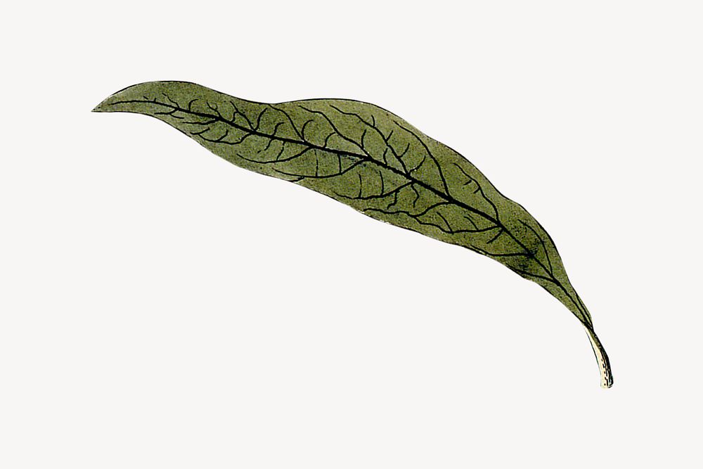 Green leaf, vintage illustration psd