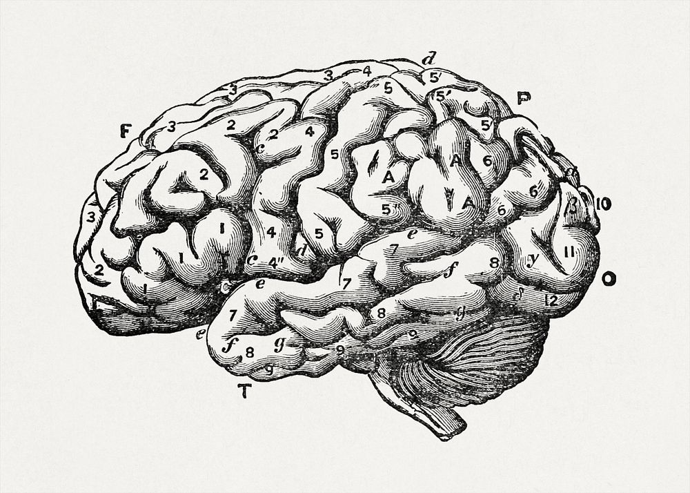 The brain as an organ of mind (1896) vintage icon by Bastian, H. Charlton. Original public domain image from Wikipedia.…