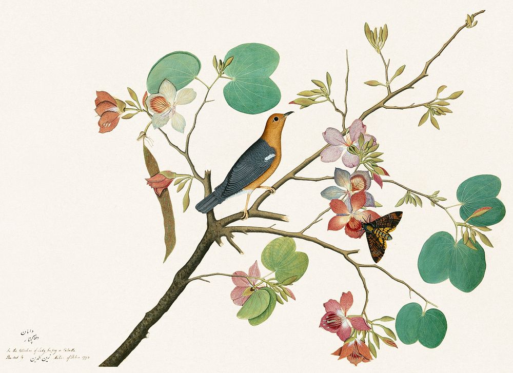 An Orange-Headed Ground Thrush and a Death's-Head Moth on a Purple Ebony Orchid Branch (1778), vintage botanical…