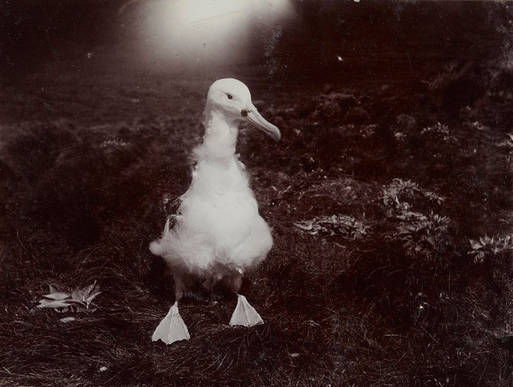 Young albatross, Disappointment Island. From the album: [1907 Sub-Antarctic Expedition]; circa 1908; North, W. (November…
