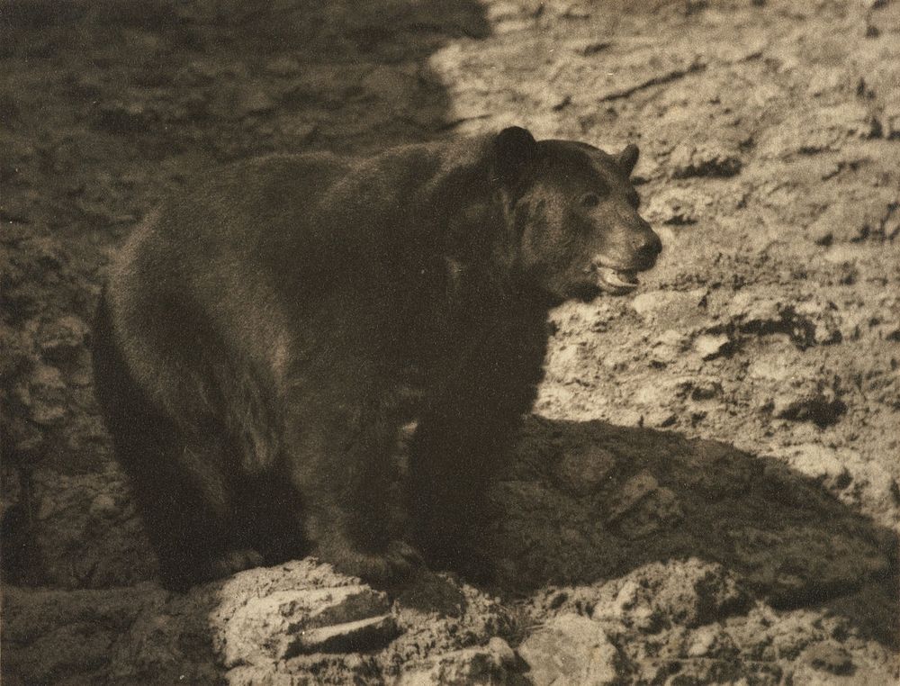 Bruin (1930s) by Roland Searle.