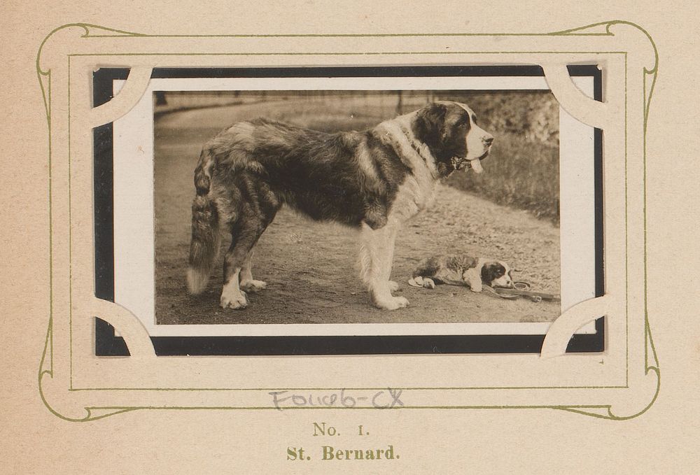 Sint-bernard met pup (1904 - 1905) by anonymous