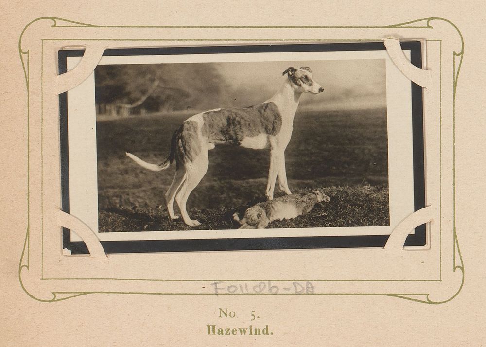 Greyhound bij prooi (1904 - 1905) by anonymous