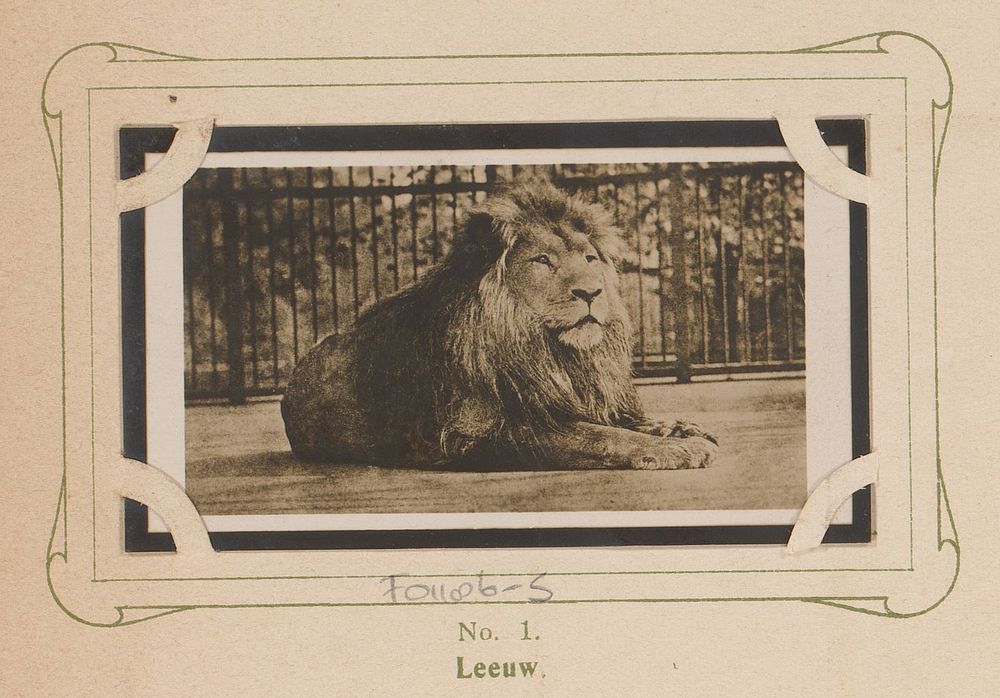 Liggende leeuw (1904 - 1905) by anonymous