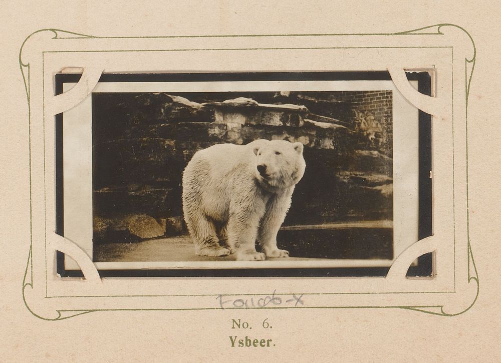 Staande ijsbeer (1904 - 1905) by anonymous