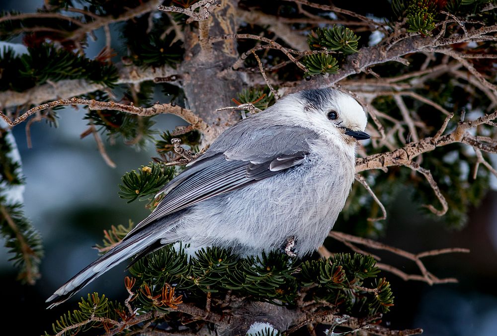 Gray Jay bird at Rocky Mountain Park, United States