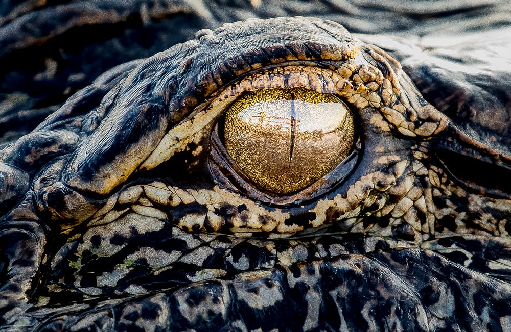 Close up of the eye of an Alligator