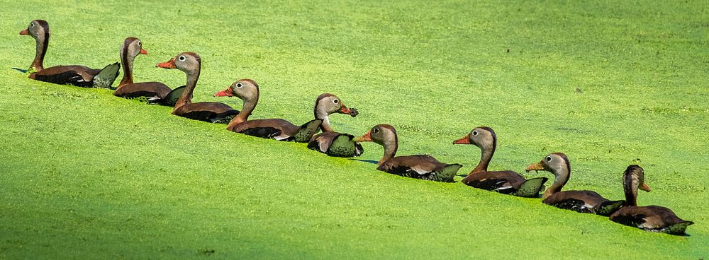 Ducks making in a line at Mitchell Lake Audubon Center, United States
