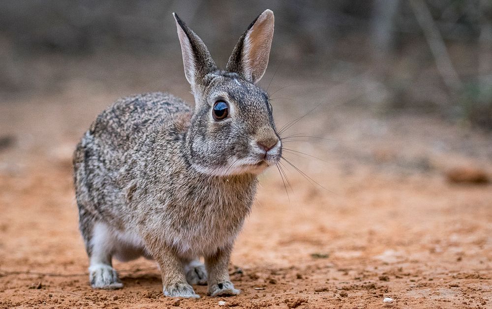 Cottontail Bunny in the Texas desert