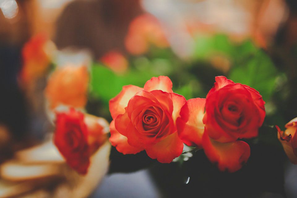 Beautiful roses in a vase. Visit Kaboompics for more free images.