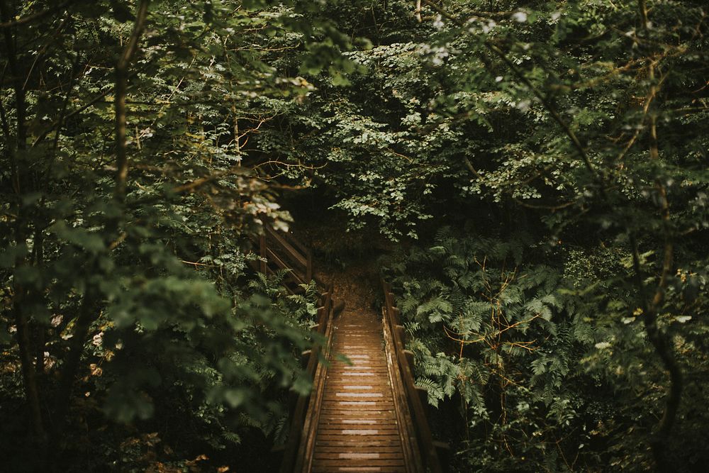 Wooden path through the forest