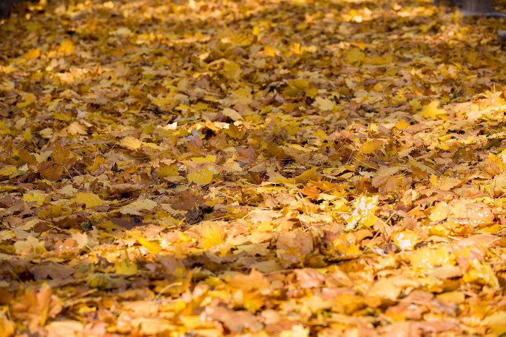 A thick carpet of autumn leaves covers the ground, with all of the classic shades; red, yellow and orange.