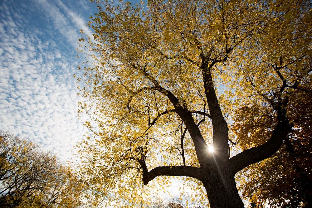 Looking up at the sky, the blinding sun shines through two large branches on a tree covered in yellow leaves. A blue sky…