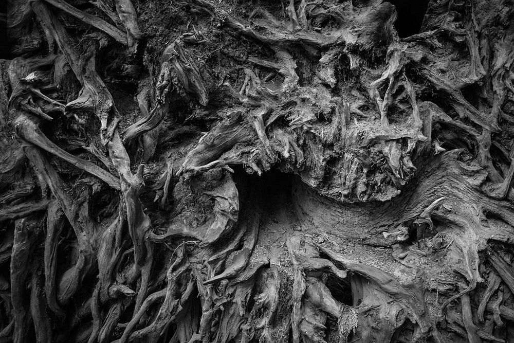 A black and white image of ancient tree roots mixed and mangled together; they look like mythical creatures trying to free…
