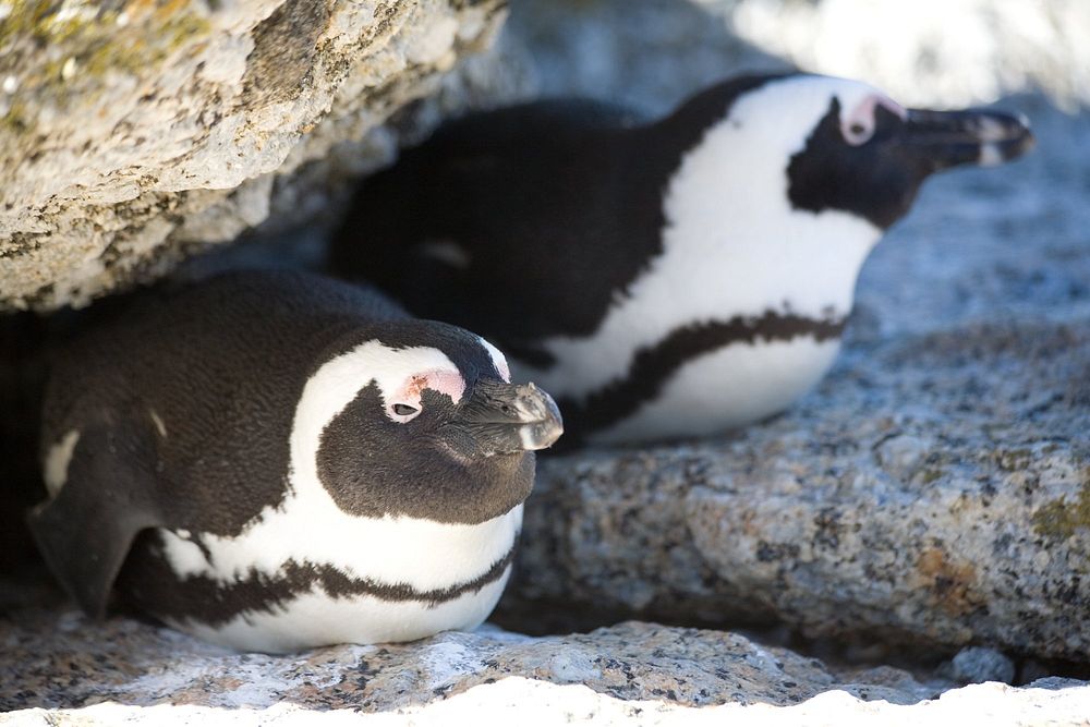 Two African penguins find respite in the shade of a rock and they nestle in for a rest on their bellies. Self-care.