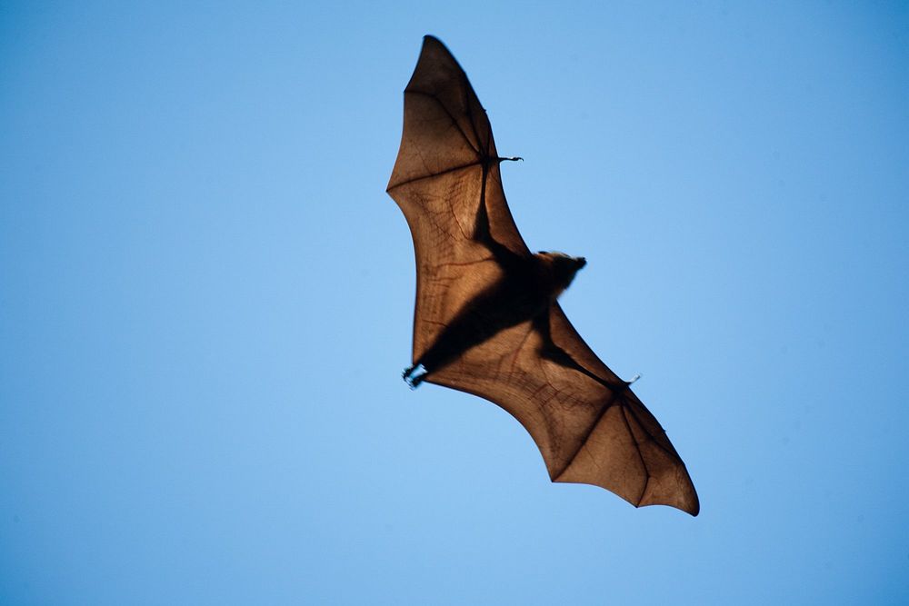 Under a blue sky, the sun shines through the wings of a bat in full flight. But the real question is, what is this guy doing…