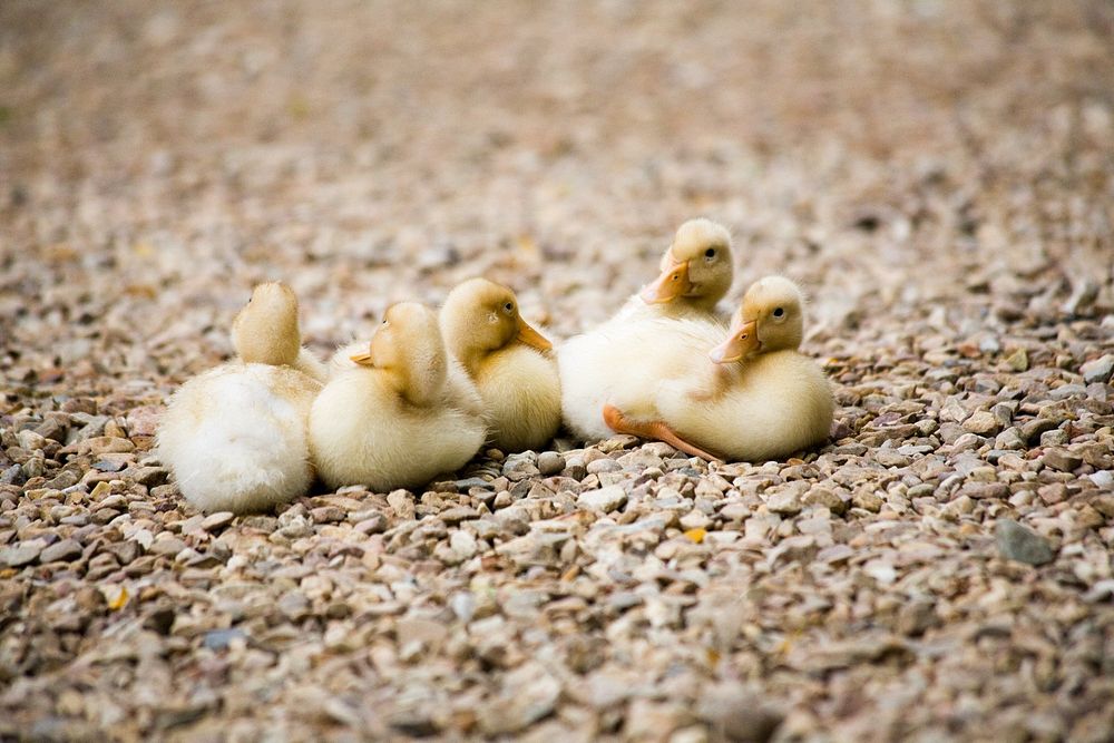 Five soft, yellow baby ducklings huddle together for a quick duckling meeting to plan their duckling business for this…