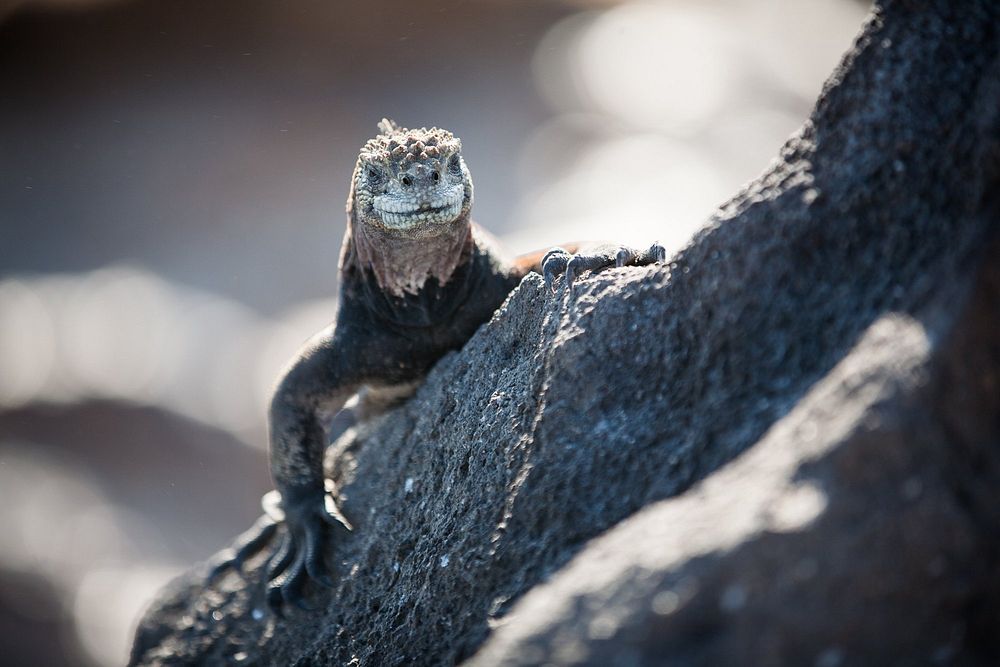 A large iguana appears to be saying "cheese" for the camera as it rests one arm over the edge of a rock and is looking…
