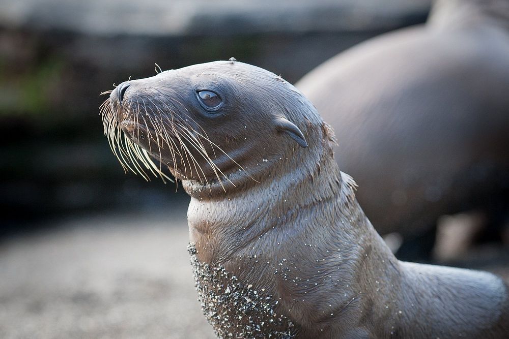 Free baby sea lion image, public domain animal CC0 photo.