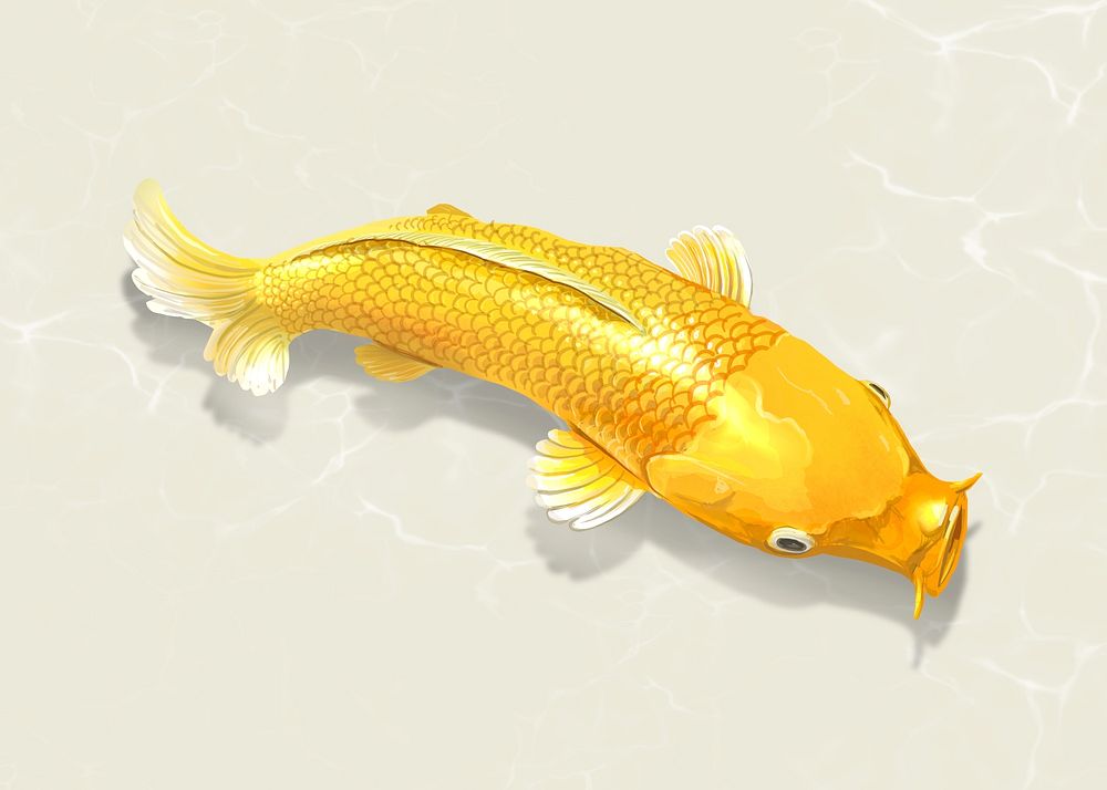 Gold Koi fish sticker, Japanese traditional animal psd