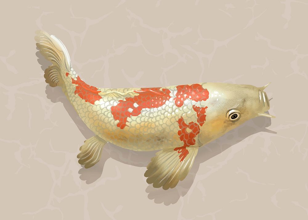 White Koi fish sticker, Japanese traditional animal vector