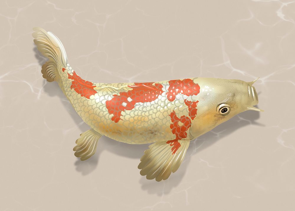Koi fish background, Japanese traditional animal aesthetic