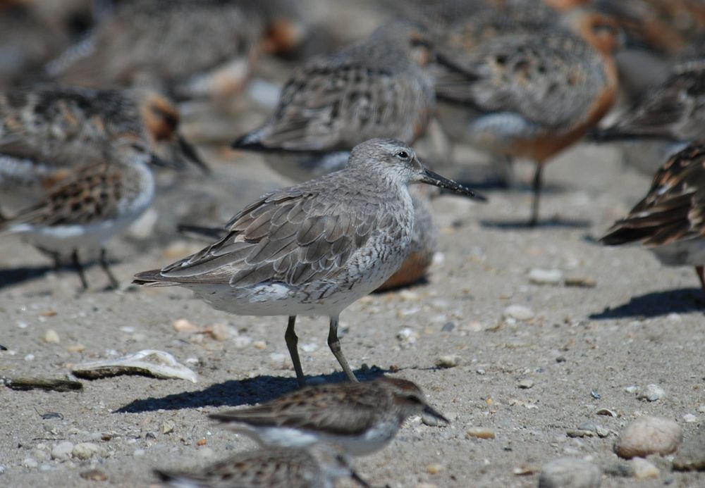 Red Knot Winter Plumage