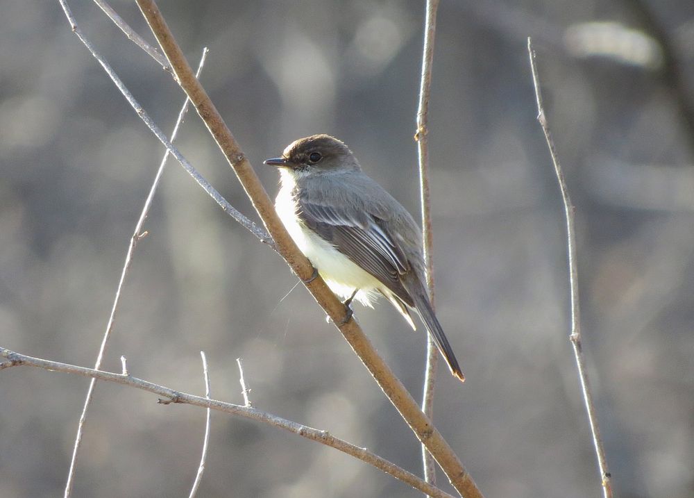 Eastern Phoebe