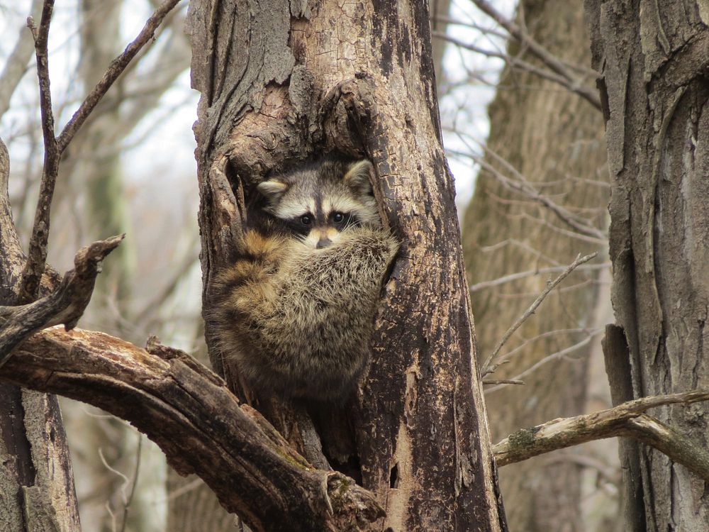 Raccoon resting in a tree cavity. We spotted this raccoon tucked into a tree cavity on a windy afternoon at Port Louisa…